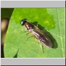 Sargus bipunctatus - Dungwaffenfliege 06.jpg